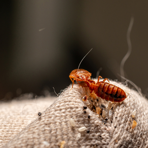 Bed Bugs