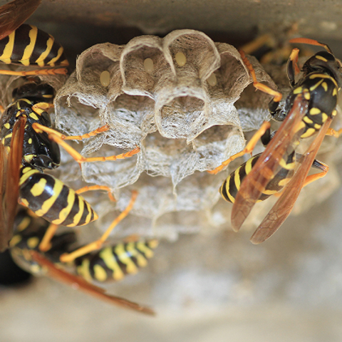 Bee & Wasp Control