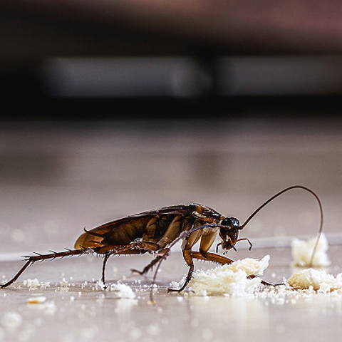 Cockroach Control