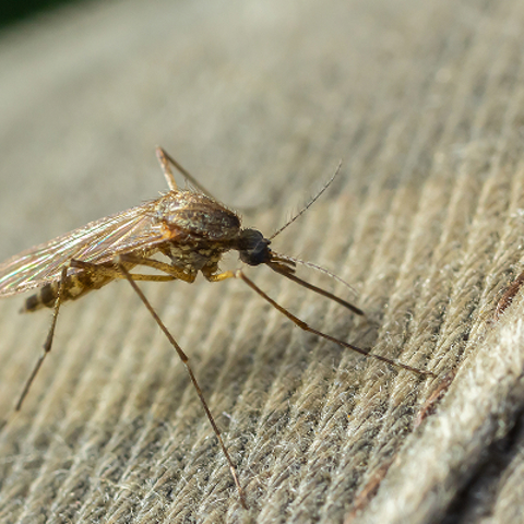 Mosquito Control
