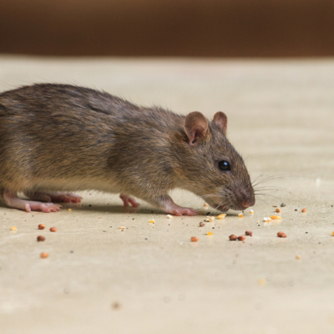 Rodent Control