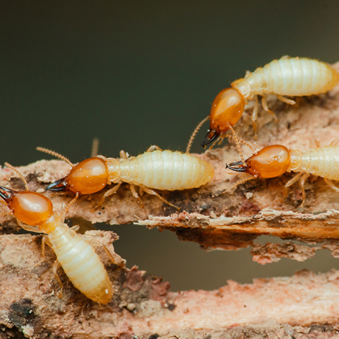 Termite Control