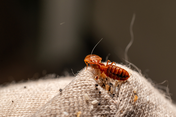 Bed Bugs