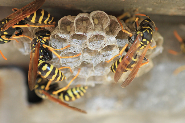 Bee & Wasp Control