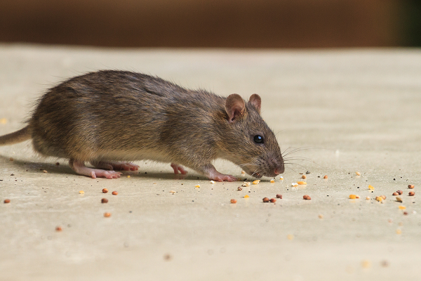 Rodent Control