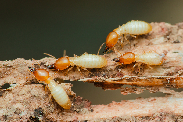 Termite Control